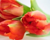 Floristen, Blumengeschäft, Verpackung